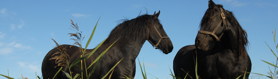 Paarden